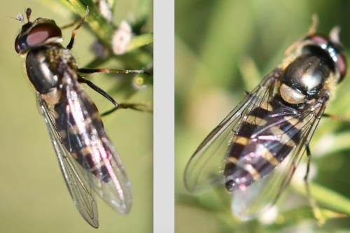 Réf. 279 531 : Parasyrphus punctulatus